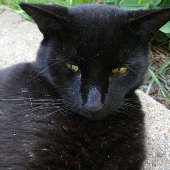 This Closet Supports a Small Animal Rescue. - Picture 5 of 15